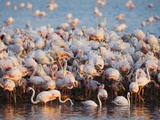 Greater flamingo colony in lagoon
