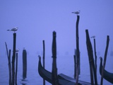 Gondolas in Venice