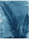Sago Palm