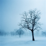 Trees and Snow in Fog  Toronto  Ontario