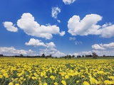Field of dandelions