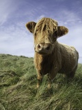 Shaggy haired highland cow
