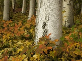 Colorful Autumn Leaves and White Trunks of Aspen Trees