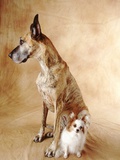 Papillon and Great Dane