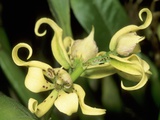 Orchid Species  Tropical Rain Forest  Panama
