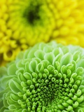 Green and yellow Chrysanthemums