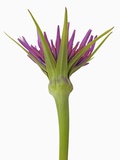 Purple salsify (tragopogon porrifolius)