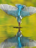 An adult male common kingfisher  Alcedo atthis  dives into the water