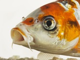Face of koi fish