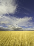 Cumulus Clouds Above Wetland Grasses in Klamath Basin National Wildlife Refuge
