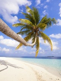 Coconut Palm Tree by the Beach and Lagoon
