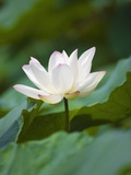 White water lily