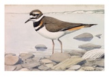 A Painting of a Killdeer
