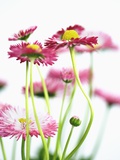 Daisies