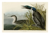 Great Northern Diver or Loon
