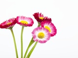 Daisy flowers