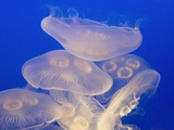 Moon jellies