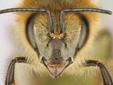 Close-up of honey bee