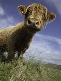 Shaggy haired highland cow