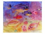 Angel Fish