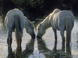 Camargue Horses