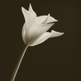 Tulip by Tom Marks