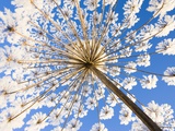 Hoar frost on giant hogweed