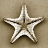 Sugar Starfish Bottom