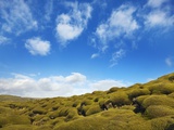 Moss landscape over lava field
