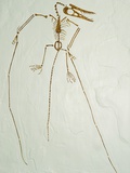 Fossil Pterosaur Ramphorhynchus gemmingi found in Bavaria