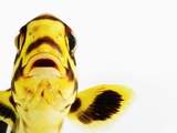 Oriental sweetlips