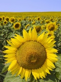 Field of Sunflowers