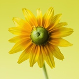 Black-eyed susan