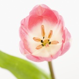 Pink tulip