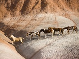 Herd of horses in foothills