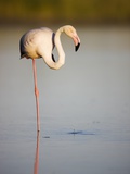 Greater flamingo in lagoon