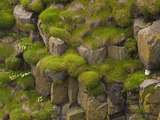 The basalt cliffs of Staffa offer terraced perches for seabirds