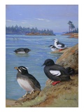 A Painting of Rhinoceros Auklets and Pigeon Uuillemots