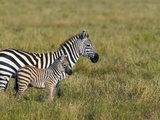 Mother and Young Plains Zebras  Serengeti National Park  Tanzania Africa
