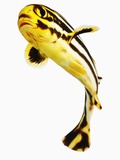 Juvenile Oriental sweetlip fish