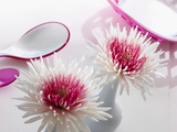Chrysanthemums