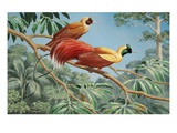 Male and female Red Birds of Paradise perch on a tree branch