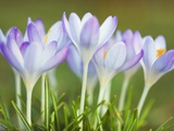Crocuses