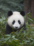 Giant panda cub in forest