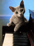 Russian Shorthair Kitten