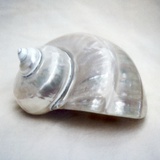Pearl Turban Shell