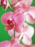 Moth orchid