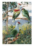 Painting of three fruit pigeons perched on branches