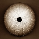 Sea Urchin