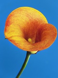 Calla lily
